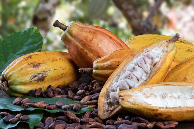 Cut cocoa fruits and raw cocoa beans with defocused cocoa plantation in the background.