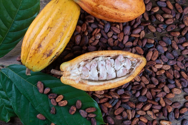 Cut cocoa fruits and raw cocoa beans.