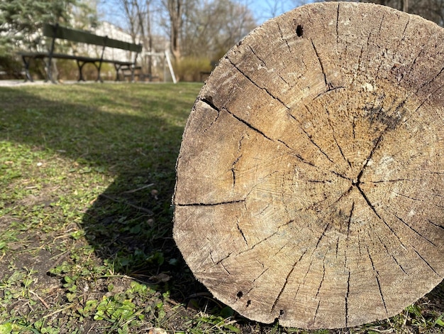 The cut down tree lies on the grass. Log from a tree in a section