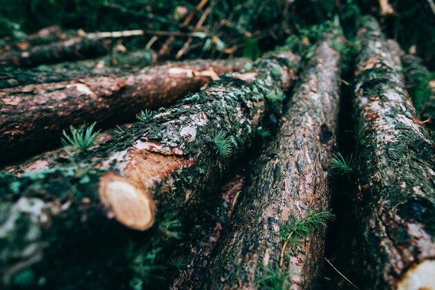 Cut down tree trunks lie in the woods