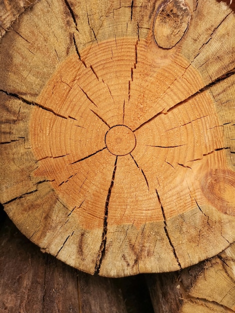 Cut down a tree with a cracked trunk Wooden surface structure of annual tree rings