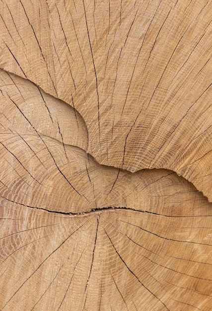 Cut down the tree Wooden background Nature