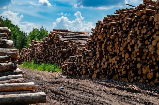 Cut down trees are stacked along a dirt road in the forest