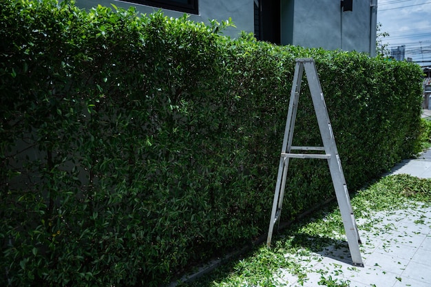 Tagliare la foglia verde degli alberi