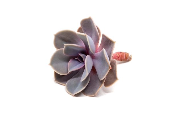 Cut Echeveria lilacina on table