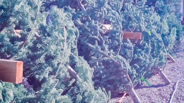 Cut evergreens at the Christmas tree farm.