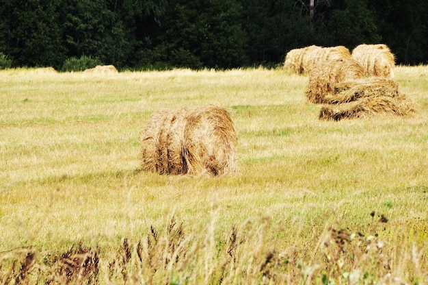 The cut grass is rolling. Swaths in a field with cut grass. Autumn cleaning.