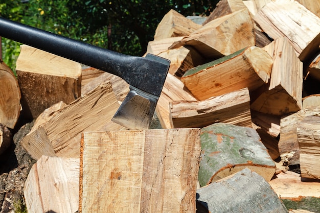 Photo cut oak and beech trees for harvesting for the winter