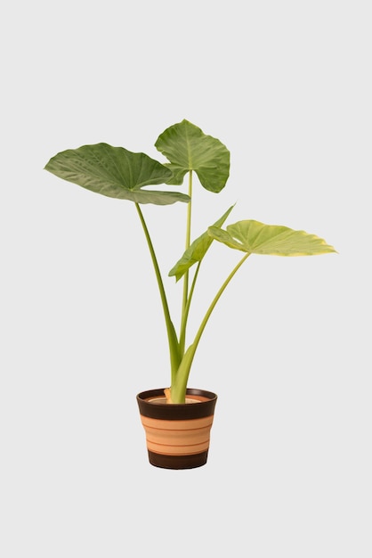 Cut out alocasia plant in a pot home decoration isolated