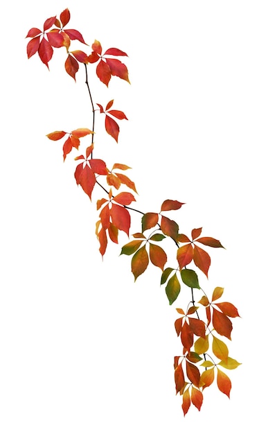 Photo cut out autumn ivy branch