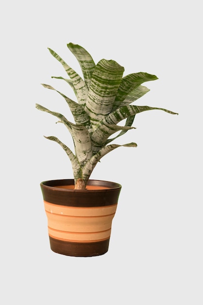 Cut out cebra plant in a pot home decoration isolated