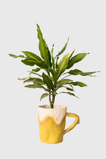 고립 된 냄비 집 장식에서 dracaena 식물을 잘라