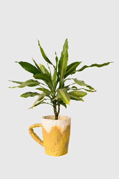 Foto ritagliare la pianta della dracaena in una decorazione della casa del vaso isolata