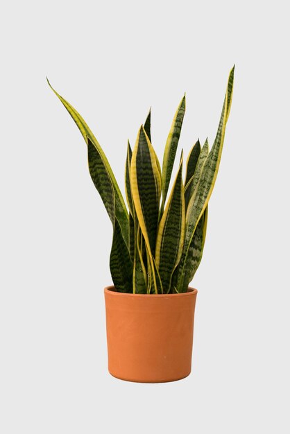 Photo cut out sansevieria plant in a pot home decoration isolated