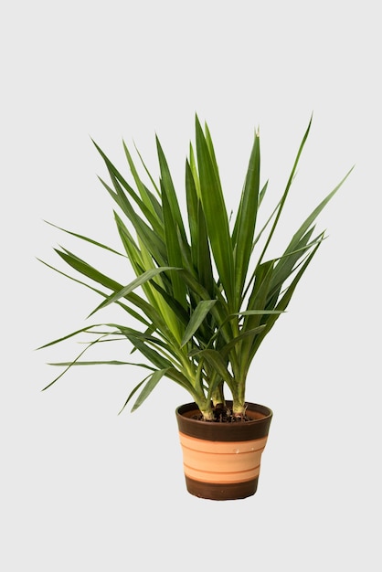 Photo cut out yuca plant in a pot home decoration isolated