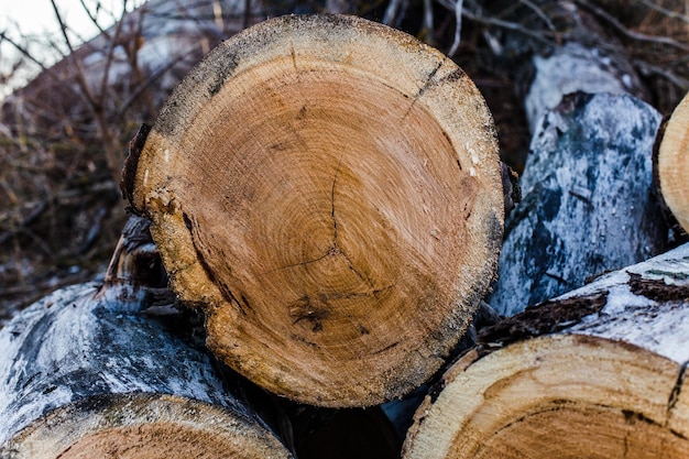 The cut piece of thick logs lying on the ground Logging of old