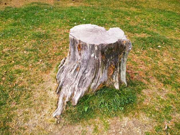 Foto tagliare la radice di un albero secco in un prato