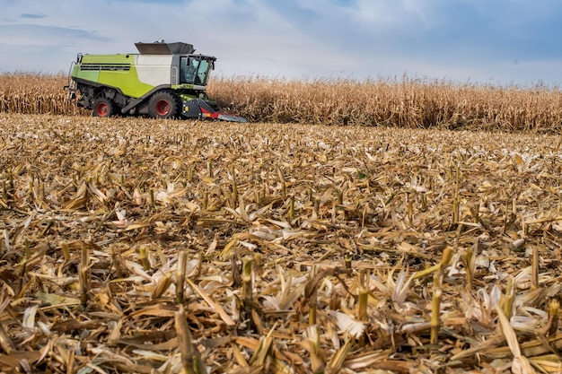 Cut stalks of corn in the foreground after harvesters work