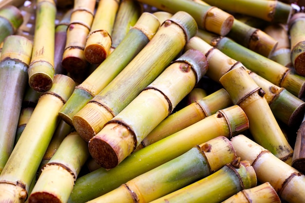 Cut sugar cane for planting