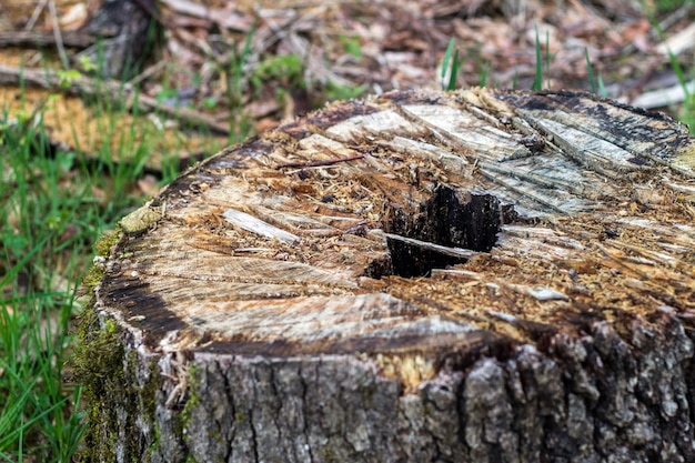 Photo cut tree in the forest, photographed with very shallow depth of