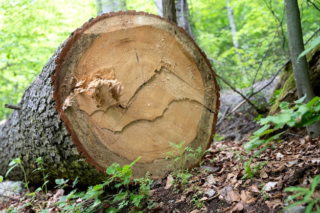 Foto l'albero tagliato giace a terra nella foresta.