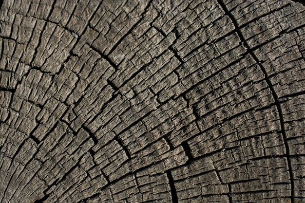 Cut tree stump surface as a background texture