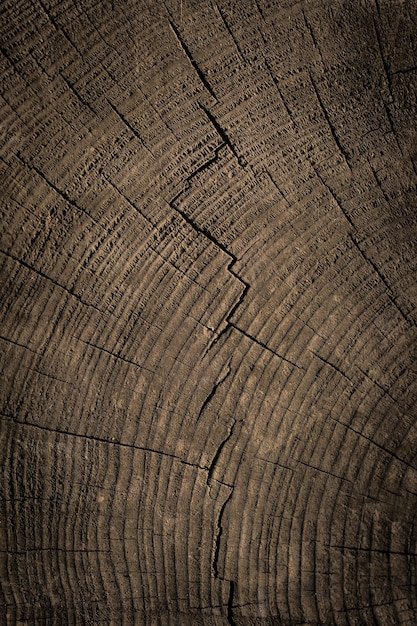 Cut tree stump surface as a background