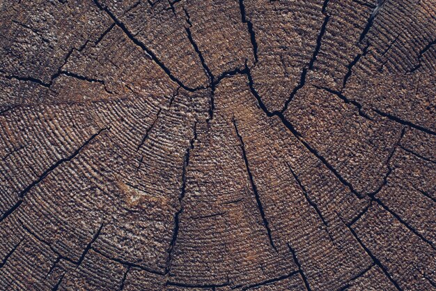 Cut tree stump surface as a background