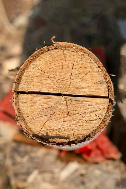 Cut tree trunk closeup on blurred background