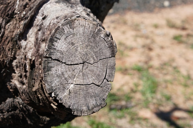 Cut tree trunk in the woods