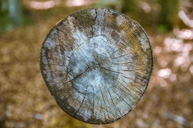 Photo cut tree trunk