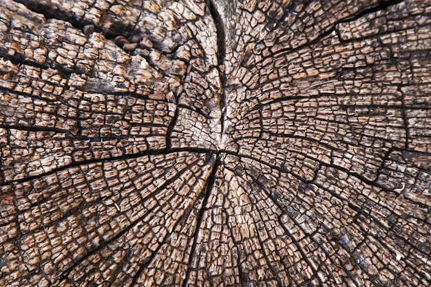 Вырезать текстуру дерева