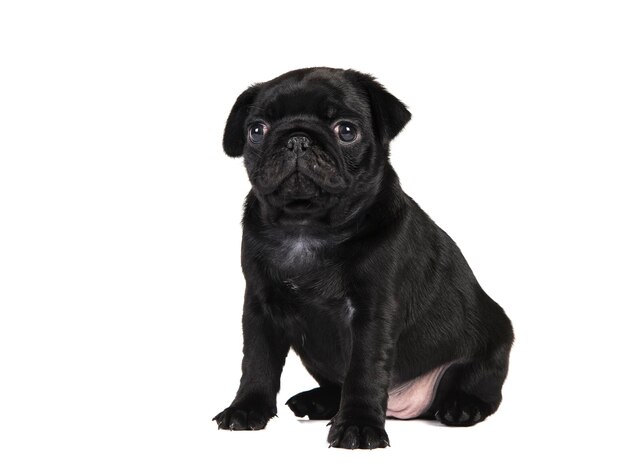 Cute 6 weeks old black pug puppy sitting isolated on a white background facing the camera
