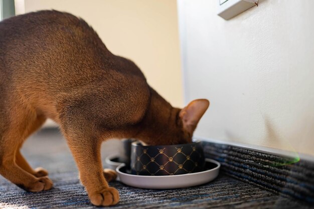 皿から食べ物を食べるかわいいアビシニアン猫。猫の餌やり。