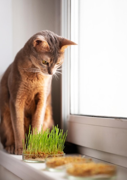 Cute Abyssinian cat is sitting on the windowsill next to grass for the stomach health of pets Conceptual photo of pet care and healthy diet for domestic cats Charming adult Abyssinian blue cat