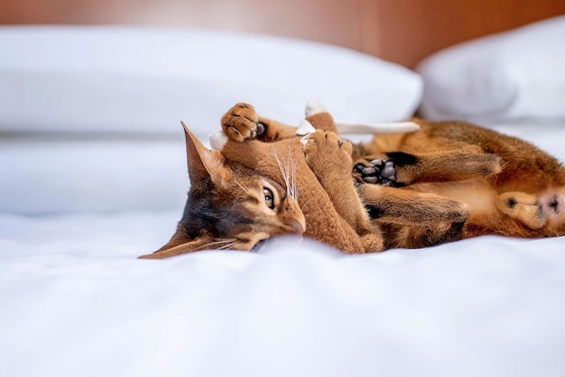 Cute Abyssinian purebred cat playing with a toy in a hotel room. Fluffy cute