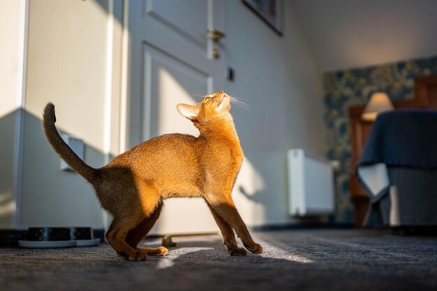 Cute Abyssinian purebred cat playing with a toy in a hotel room. Fluffy cute