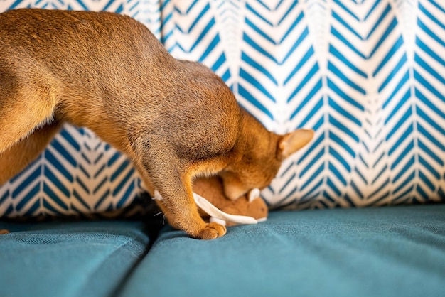 Cute Abyssinian purebred cat playing with a toy in a hotel room. Fluffy cute