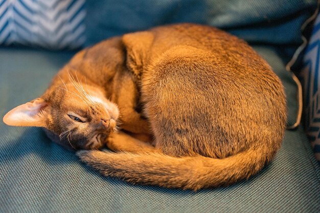 Cute Abyssinian purebred cat sleeping on a couch. Sleepy cat.