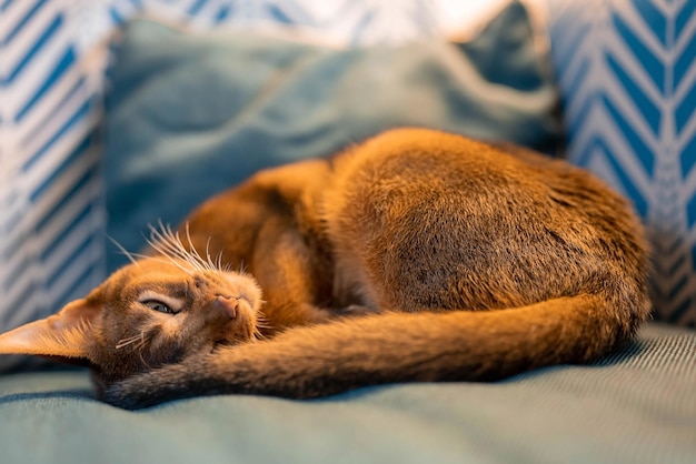 Cute Abyssinian purebred cat sleeping on a couch. Sleepy cat.