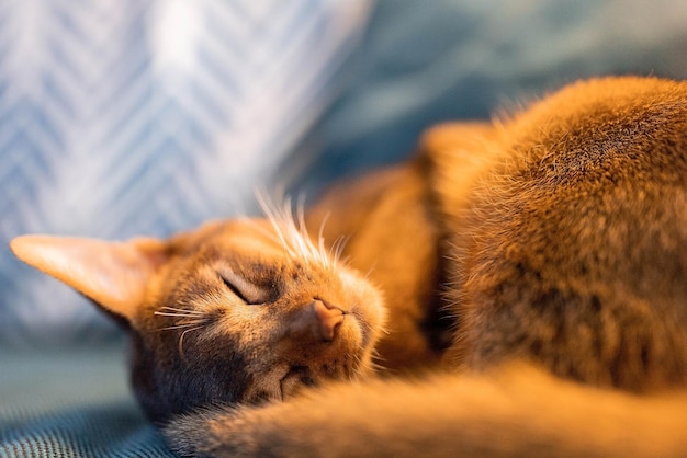 可愛いアビシニアの純血猫がソファで寝ている