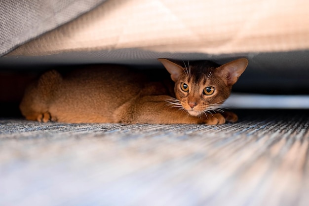 Симпатичная абиссинская кошка прячется под кроватью. Забавный кот.