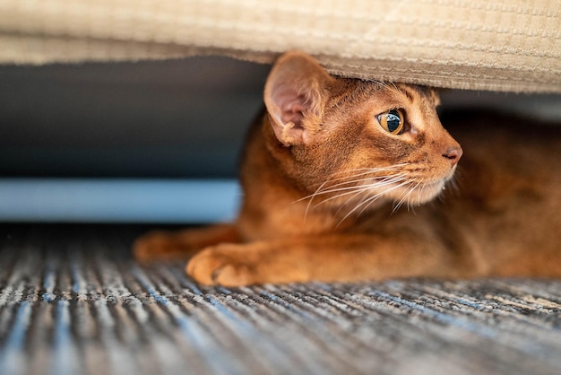침대 밑에 숨어있는 귀여운 아비시니안캣. 재미있는 고양이.