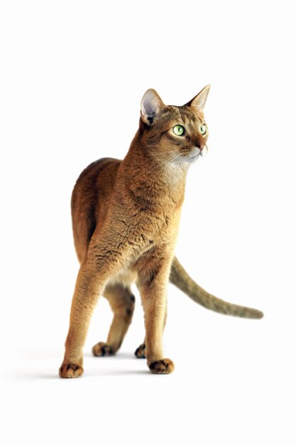 Cute and adorable Abyssinian cat