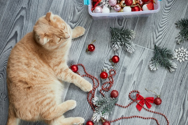 家でクリスマスボールで遊ぶかわいい愛らしいブリティッシュ猫、クリスマスオーナメント、クリスマス猫、新年