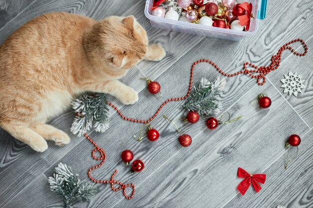 家でクリスマスボールで遊ぶかわいい愛らしいブリティッシュ猫クリスマスオーナメントクリスマス猫