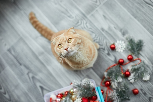 家でクリスマスボールで遊ぶかわいい愛らしいブリティッシュ猫クリスマスオーナメントクリスマス猫