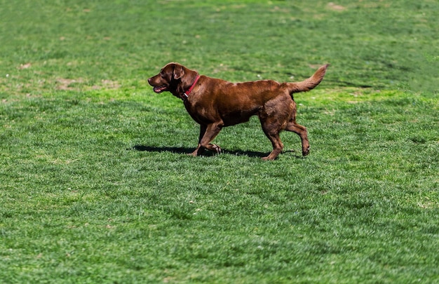 Cute or adorable Brown Labrador retriever