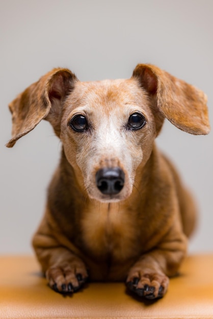 Cute adorable dachshund dog in brown color