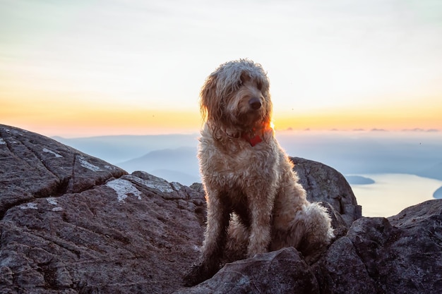 キュートで愛らしい犬ゴールデンドゥードルは、晴れた夏の日没時に山の頂上にあります